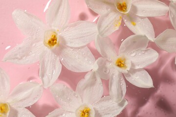 Fototapeta na wymiar Beautiful daffodils in water on pink background, top view