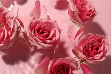 Beautiful roses and petals in water on pink background, closeup