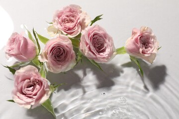 Beautiful roses in water on white background