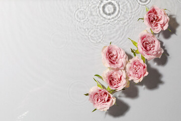 Fototapeta na wymiar Beautiful roses in water on white background, top view. Space for text