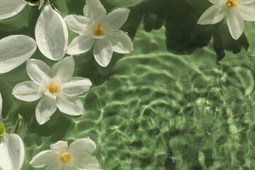 Beautiful flowers in water on green background, top view. Space for text