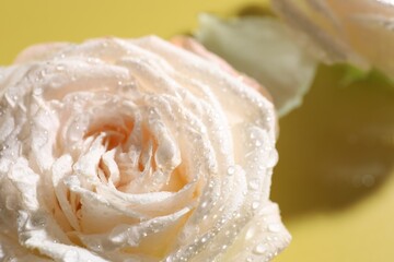 Fototapeta premium Beautiful rose flower with water drops on pale yellow, closeup