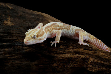 Albino gecko lizard, eublepharis macularius	
