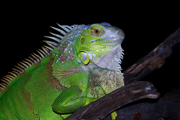 Fototapeta premium Green iguana on branch with black background, animal closeup 