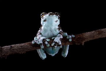 The Amazon milk frog on a branch, blue milk frog isolated on black, (Trachycephalus resinifictrix)	
