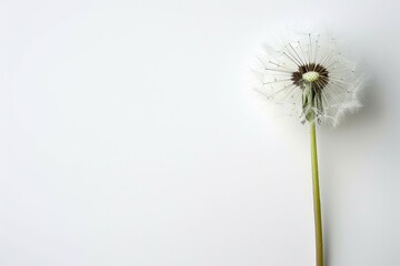 Gentle dandelion against on a white background. Expressing sympathy in loss.