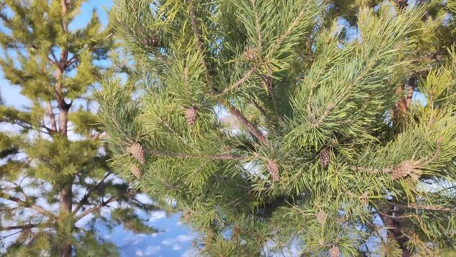 pine branches swaying in the wind