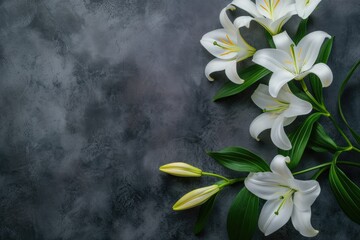 Serene white lily branch background for sincere condolences and mourning with copy space for text