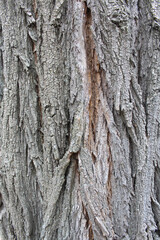 background texture bark of a tree
