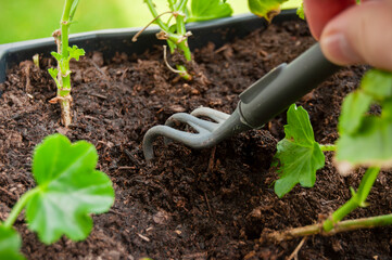 Urban balcony gardening: Hand tilling soil for organic plant cultivation