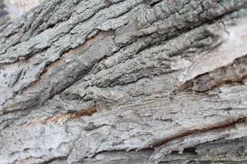 tree bark texture background