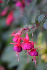 Fuchsia blossoms, pink and purple fuchsia flowers, floral background, selective focus, bokeh...
