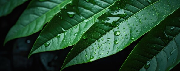Beautiful green leaves in the damp morning with natural lighting, close up. - obrazy, fototapety, plakaty