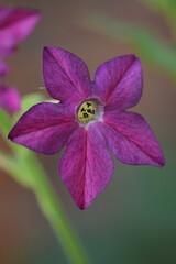 Jasmine tobacco pink blooming flowers on green bokeh garden background, Sweet tabacco flowers macro.