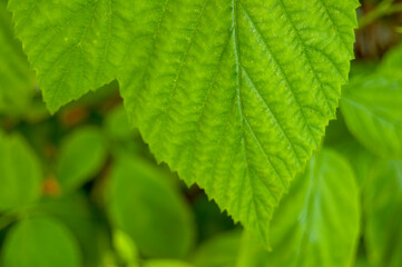 Vibrant Green Strawberry Leaf Close-Up