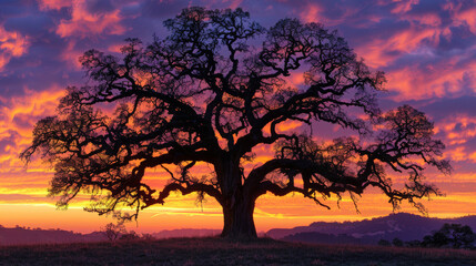 Fototapeta na wymiar An isolated majestic oak tree stands silhouetted against a dramatic sunset sky, evoking feelings of endurance and timelessness