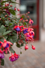 bright pink and purple fuchsia with a place for text. a rare variety of fuchsia. a beautiful bright...