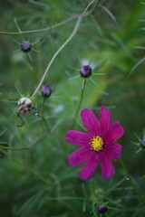 Pink cosmos flowers on bokeh dark garden background, moody image, blurred background, selective...