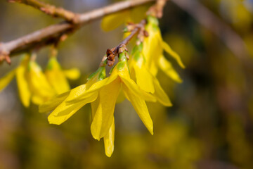 Korean spring flowers. Yellow blooming Forsythia flowers in spring close up. border forsythia is an ornamental deciduous shrub of garden origin. Forsythia koreana, golden bell, Forsythia, golden tell.