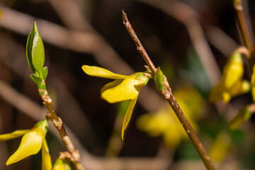 Korean spring flowers. Yellow blooming Forsythia flowers in spring close up. border forsythia is an...