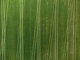 Fototapete Rund cereal cultivation field between Villafranca de Bonany and Porreres, Majorca, Balearic Islands, Spain © Tolo