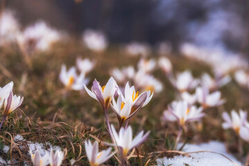 The first spring flowers, snowdrops Alatau saffron a whole meadow of white flowers on a sunny day