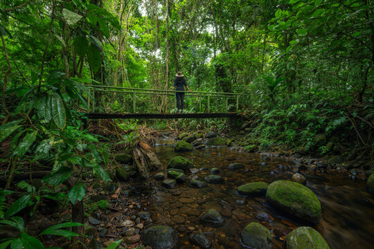 Bridge in the jungle with woman observing nature