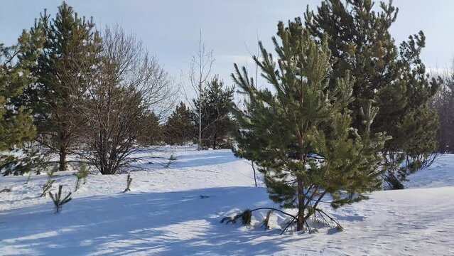 forest panorama, trees and snow