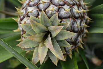 The pineapple farm. Sao Miguel, the Azores. Atlantic Ocean.