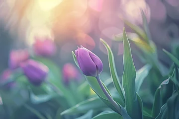 Gordijnen Tulips in the garden, purple tulip flowers on green leaves, blurred background, macro photography focusing on detail, depth of field creating a blurry © Tasfiya