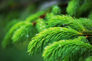 Young pine twigs with dew drops in spring morning, blurred background. High quality photo