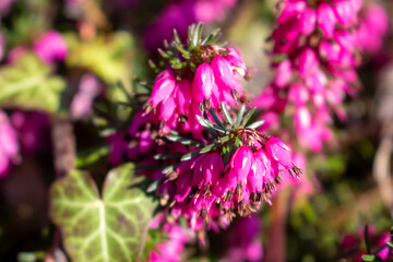 Erica carnea - winter heath, winter flowering heather, spring heath, alpine heath. Close-up of heather.	