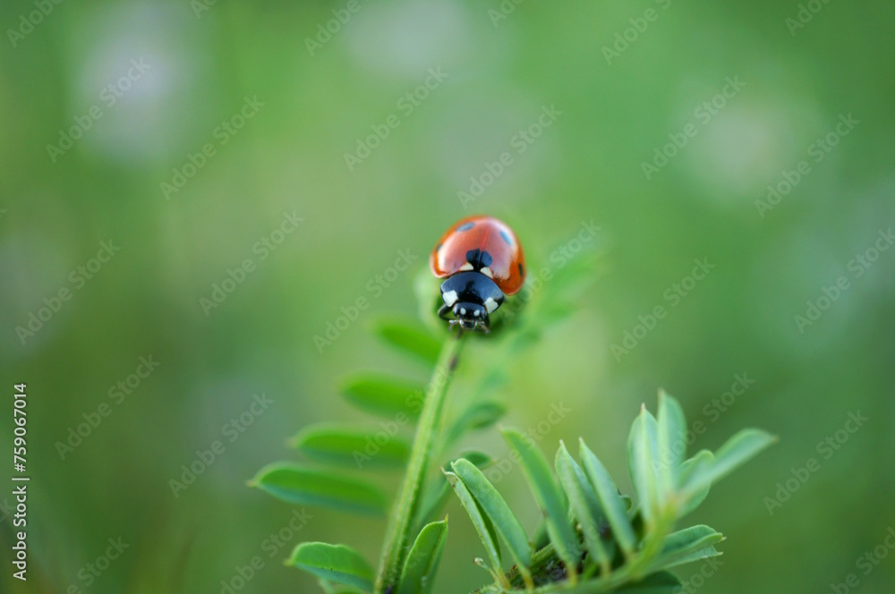 Canvas Prints ladybug on the green grass. insects in nature.