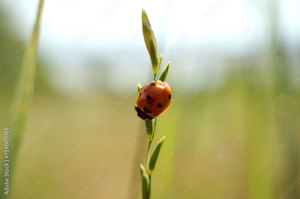 Poster a little ladybug on a flower. insects in nature.