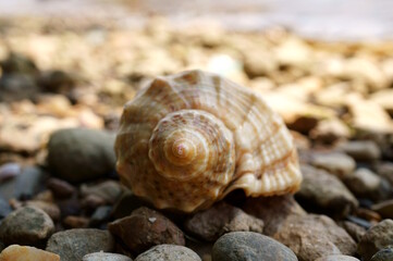 Seashell on the river bank. Vacation at the sea. Vacations in nature.