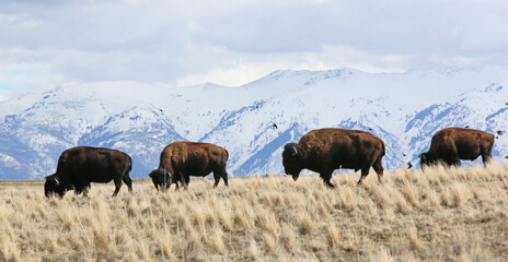 Bison on Antelope Island, Utah, in winter