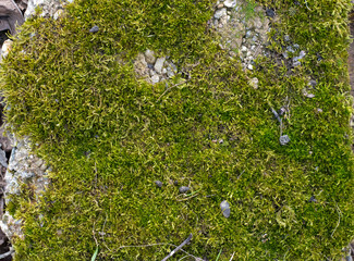 Moss, Mossy texture for graphic designs