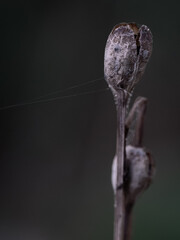 bud of a tree