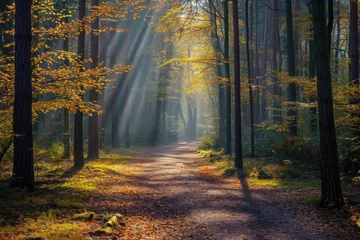  Sunlit forest trail background, Sunlight forest landscape © SaroStock