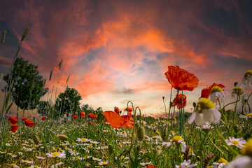 Colourful field of poppies and blue sky with clouds and sunset in the evening