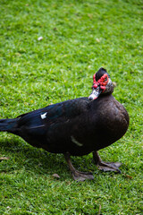 duck in the grass