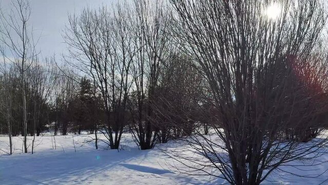 forest panorama, trees and snow