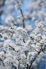 Leuchtender Frühling - weiße Blüte erstrahlen im März am Kirschbaum