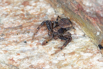 Spider of the genus Xysticus eater of the hunted A Slender Springtail (Orchesella cincta) on stone.