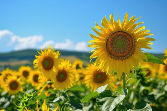 Field Of Sunflowers Swaying In The Breeze