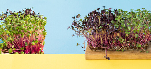 Microgreen radish on the blue background. Close-up. Copy space. Healthy food concept.
