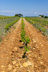 Fototapeta na wymiar Typical vineyard with stones near Chateauneuf-du-Pape, Cotes du Rhone, France