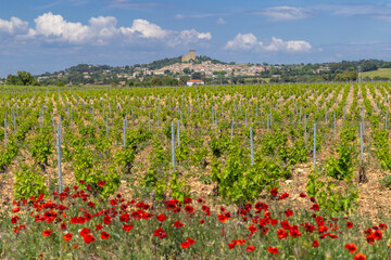 Typical vineyard with stones near Chateauneuf-du-Pape, Cotes du Rhone, France - obrazy, fototapety, plakaty