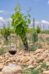 Typical vineyard with stones near Chateauneuf-du-Pape, Cotes du Rhone, France