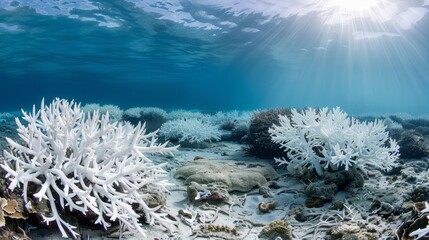 Coral bleaching in a tropical reef